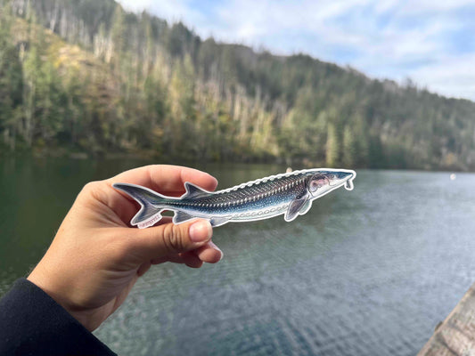 White Sturgeon Matte Vinyl Sticker