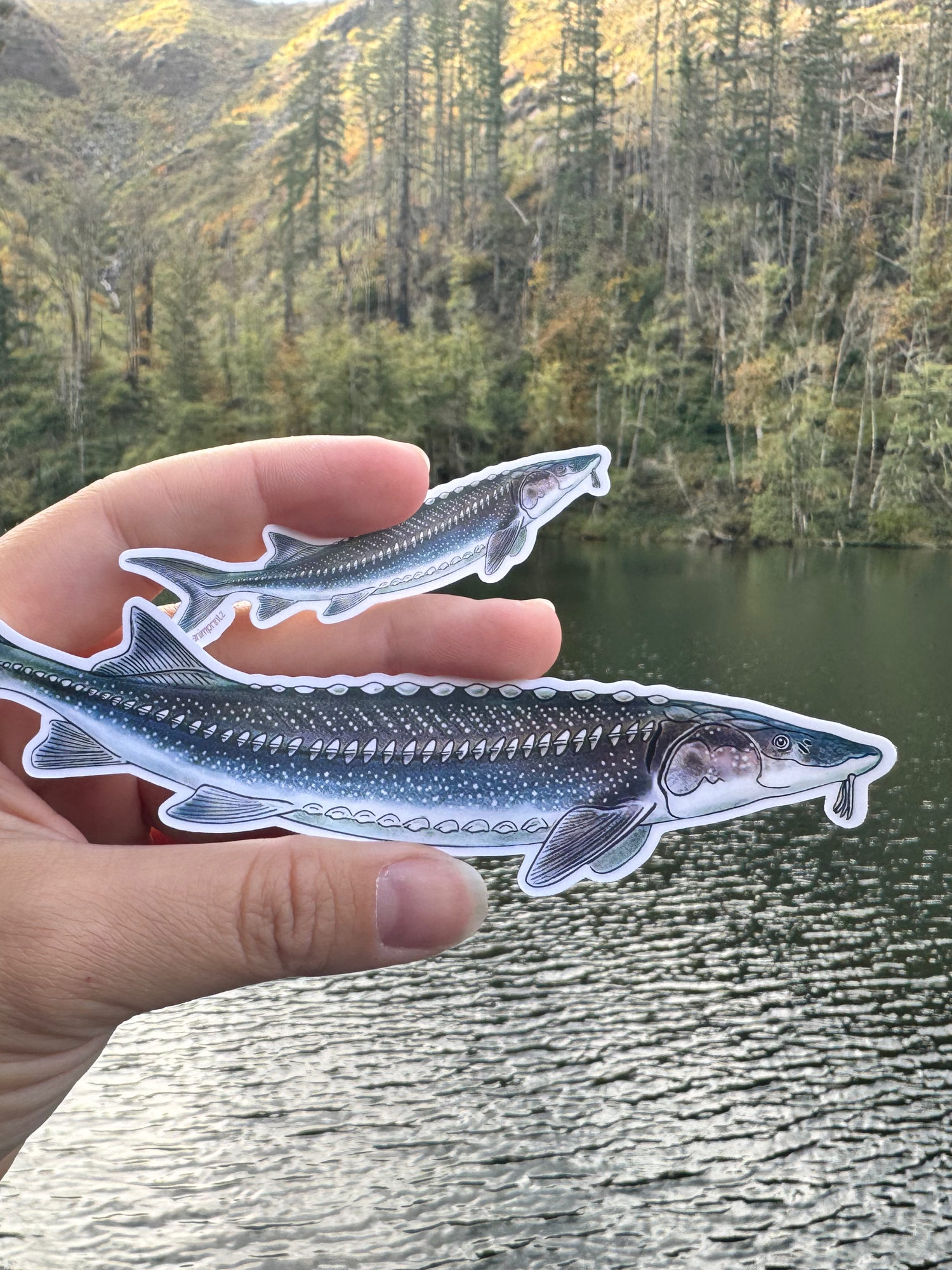 Image of two different sized white sturgeon stickers in front of a river and forest backdrop