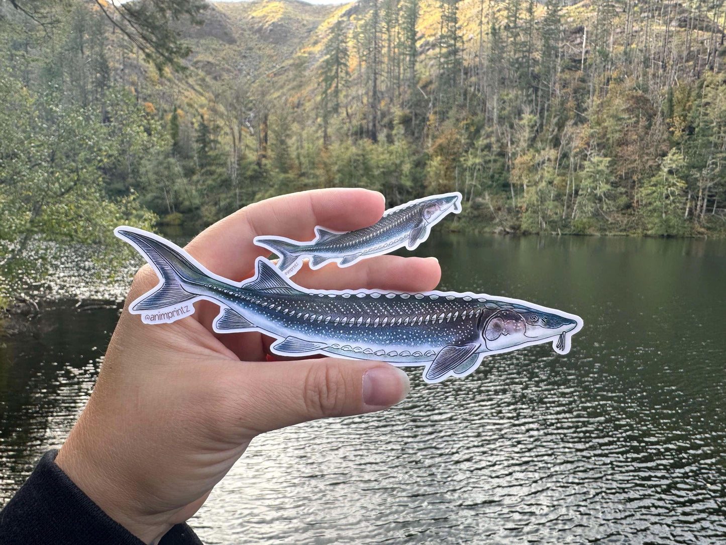 White Sturgeon Matte Vinyl Sticker