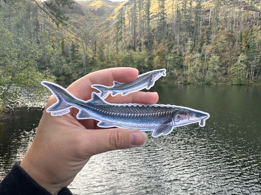 White Sturgeon Matte Vinyl Sticker