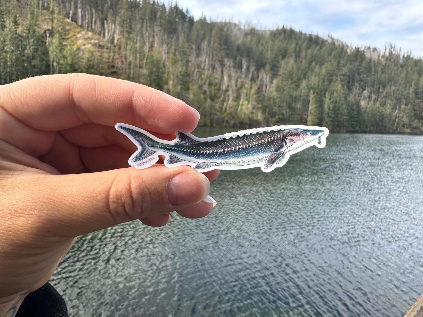 White Sturgeon Matte Vinyl Sticker