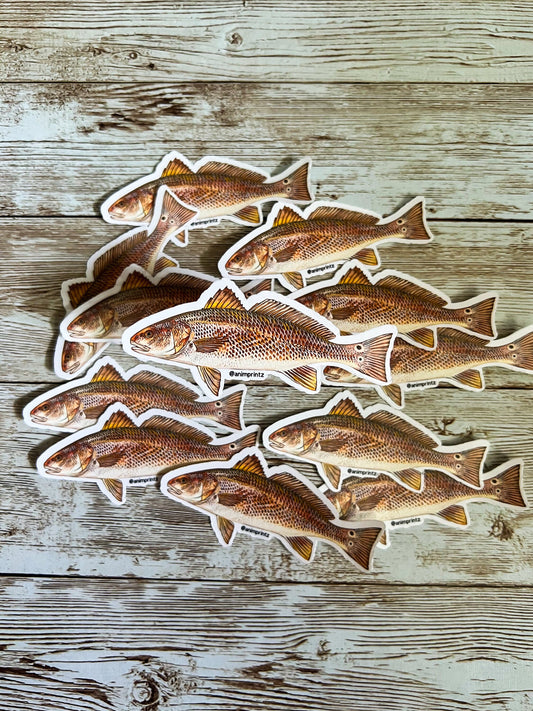 Red Drum Matte Vinyl Sticker