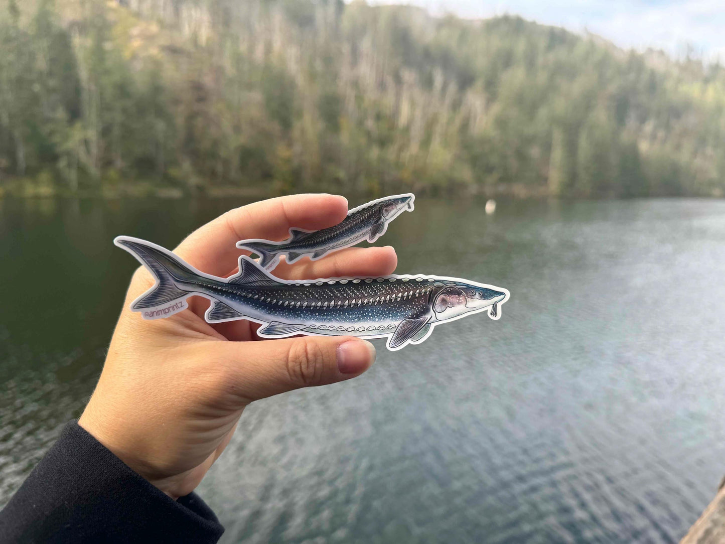 White Sturgeon Matte Vinyl Sticker