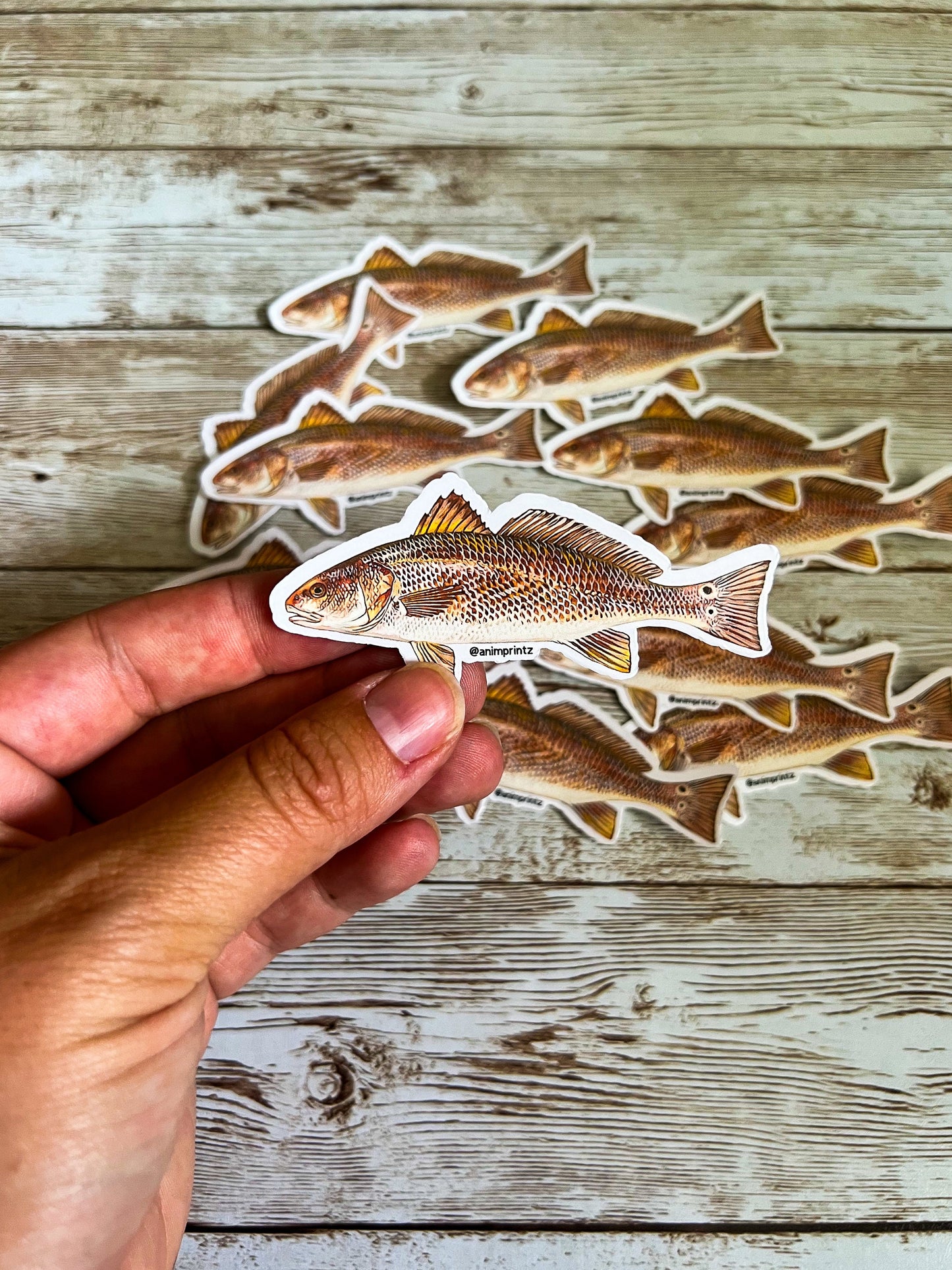 Red Drum Matte Vinyl Sticker